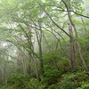 霧雨　戸隠の森２