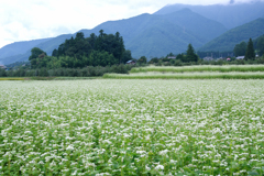 安曇野の蕎麦畑