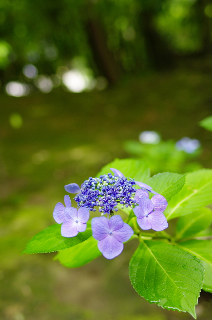 木漏れ日の紫陽花