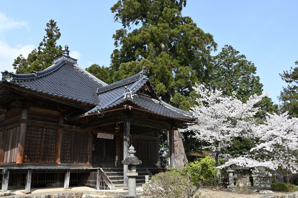 大木と桜　田舎の古刹