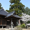 大木と桜　田舎の古刹