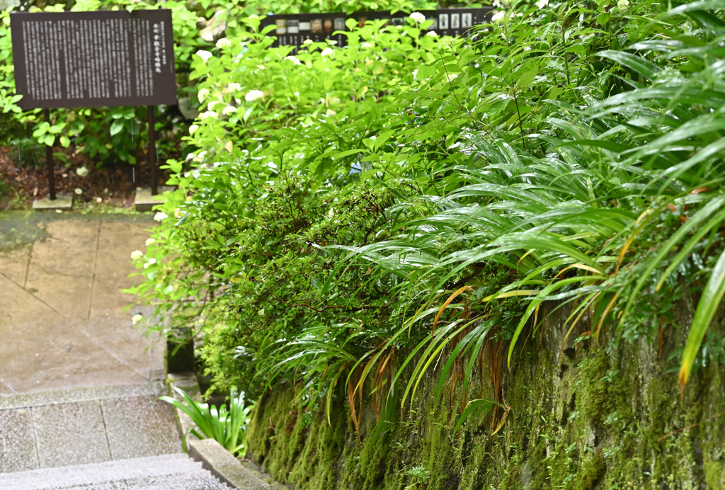 雨の参道