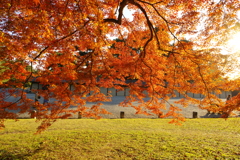 秋の京都御苑２