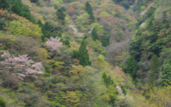 山桜