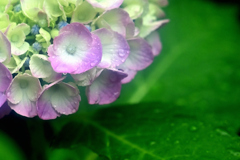 雨の額紫陽花