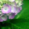 雨の額紫陽花