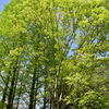 新緑の季節１