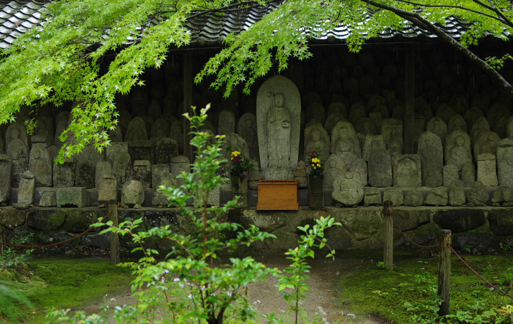 初秋　雨の蓮華寺にて