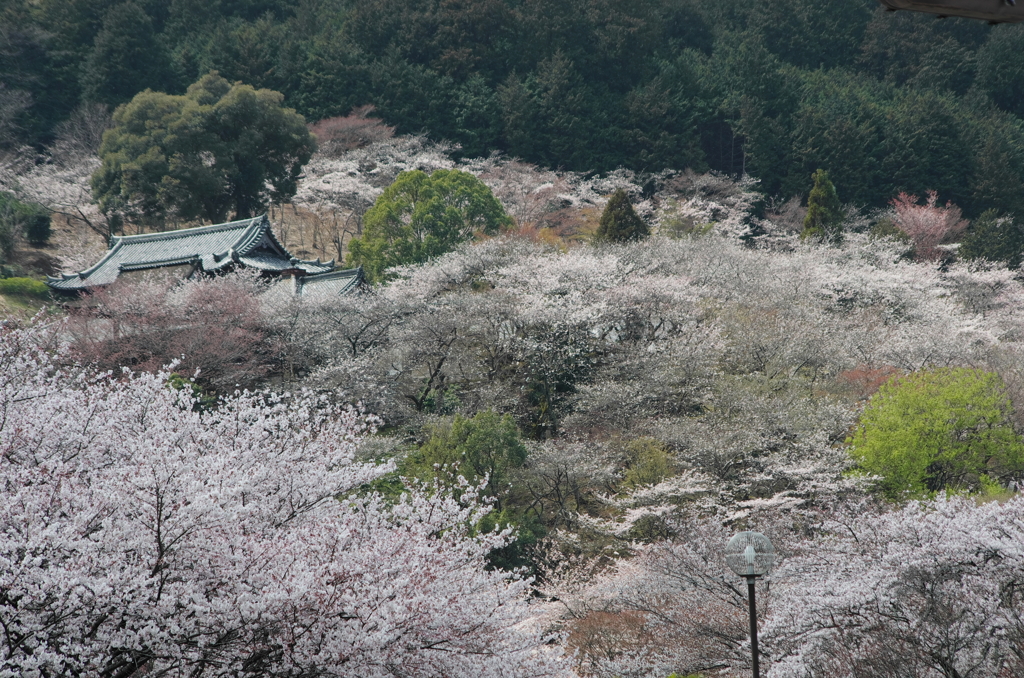 三井寺　桜讃歌