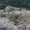 三井寺　桜讃歌