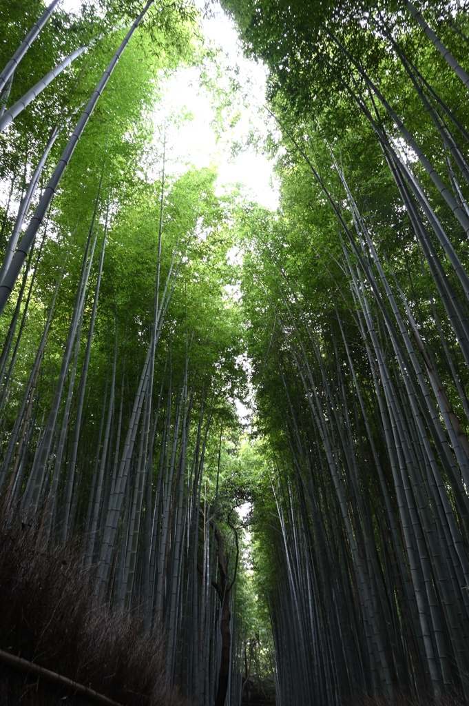 嵯峨野　竹林の道2