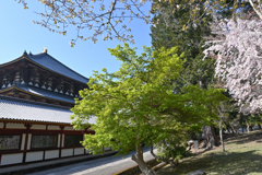東大寺　新緑と桜