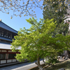 東大寺　新緑と桜