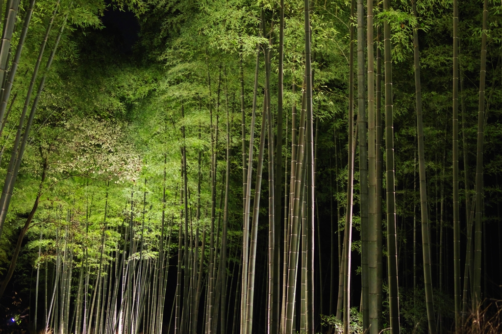 嵐山花灯路 竹林