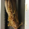 カマキリ孵化２