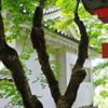 出石城にて