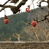 残り柿