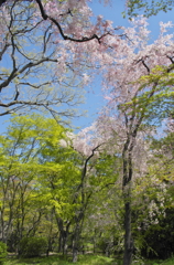桜と新緑の宴