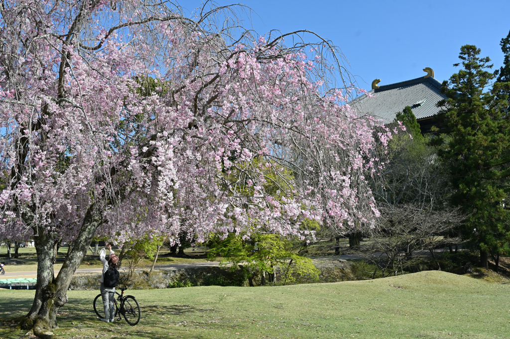 東大寺　枝垂れ桜２