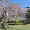 東大寺　枝垂れ桜２