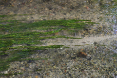 清流　白川