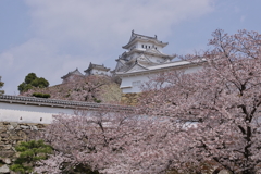 姫路城　桜