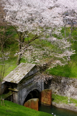 琵琶湖疏水　桜