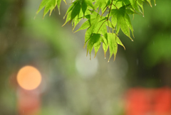 雨のもみじ