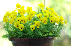 つつましき幸せ