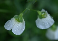 雨の絹さやの花