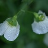 雨の絹さやの花