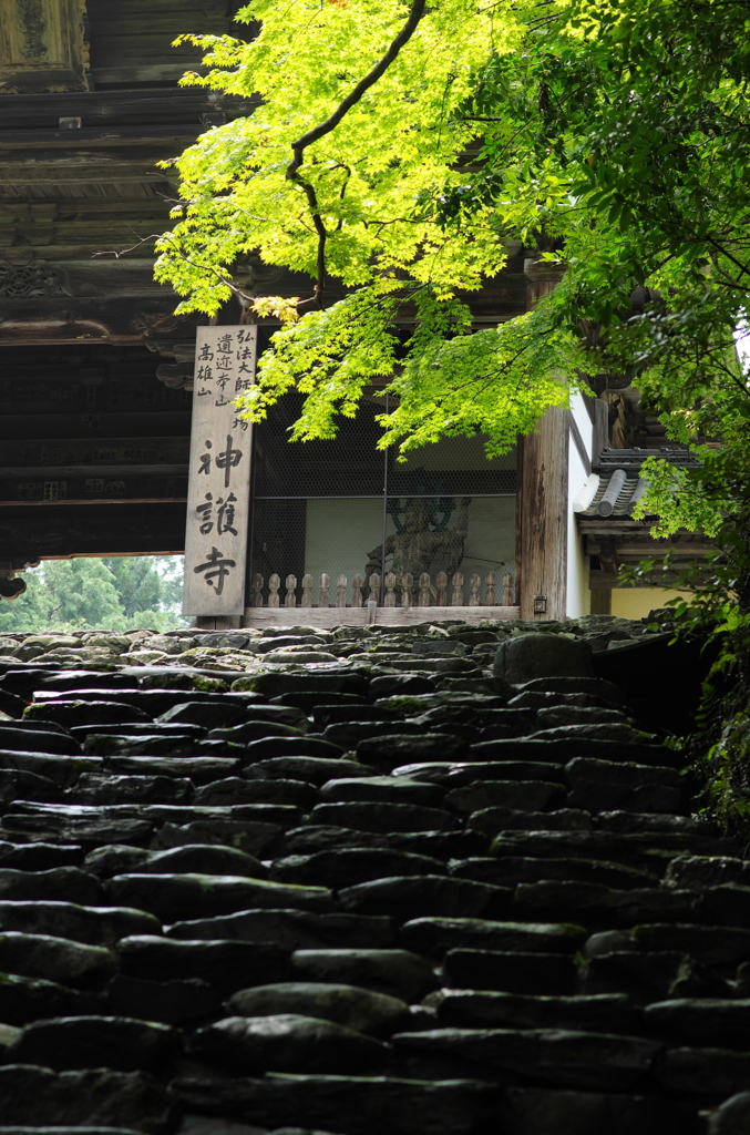 夏 雨上がりの神護寺