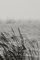 冬模様の琵琶湖２