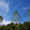 ウチワカエデと秋空