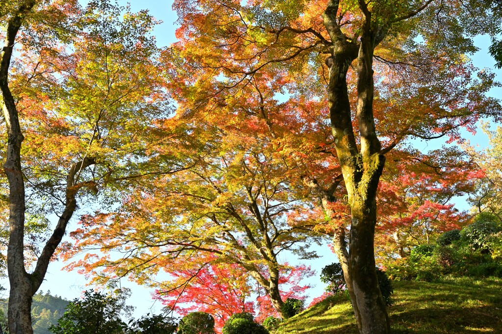 錦秋