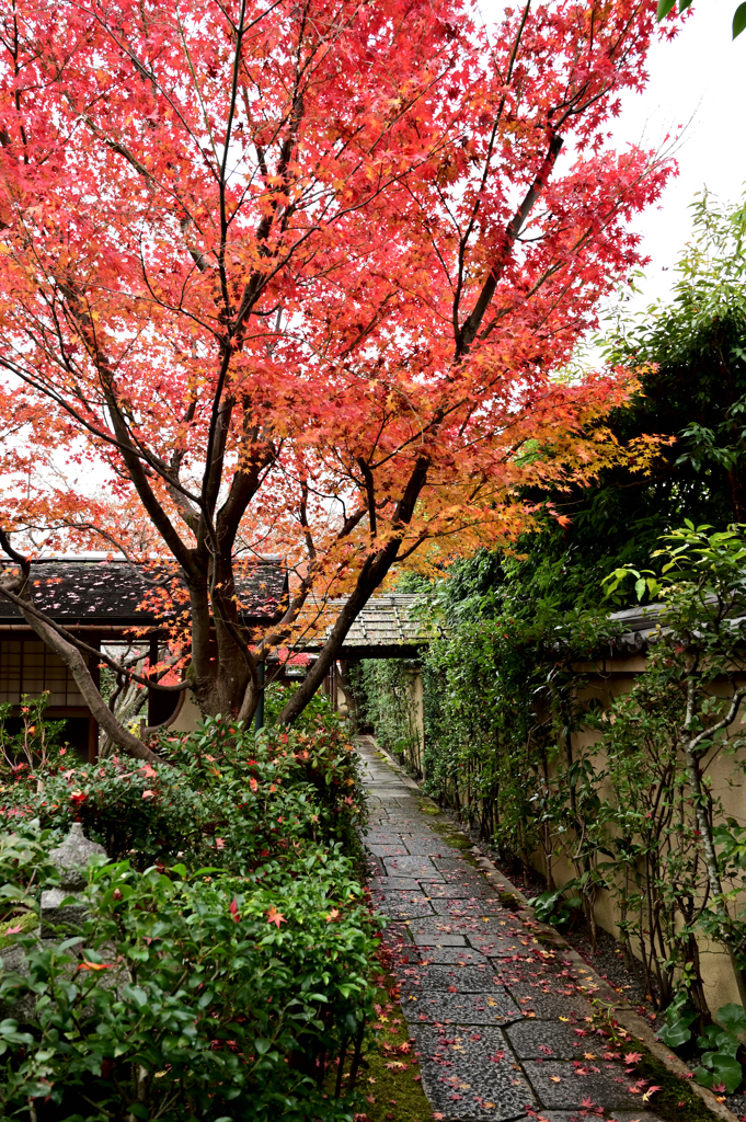 残り紅葉　黄梅院