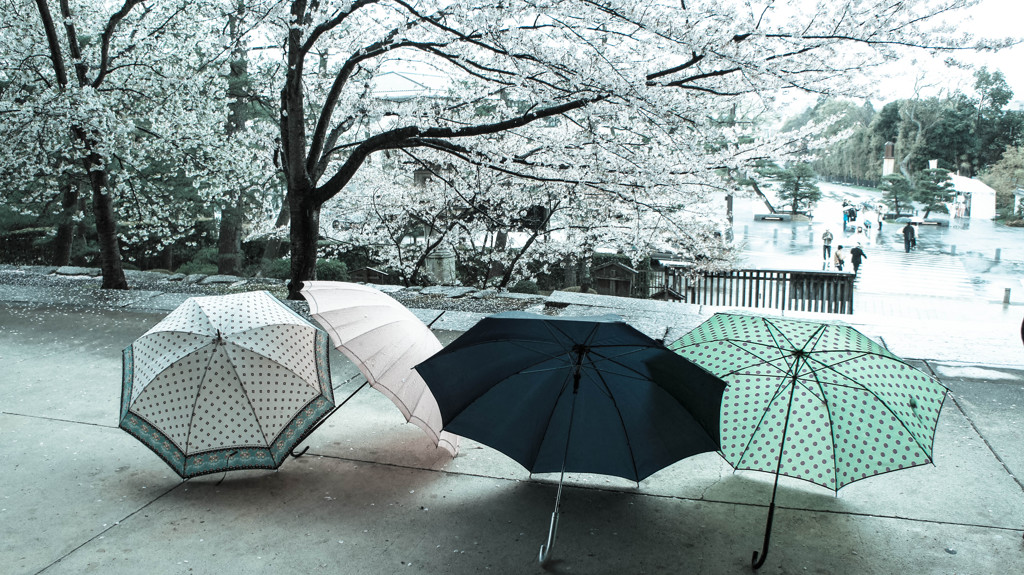 雨傘　知恩院にて