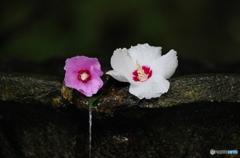 芙蓉　法然院にて