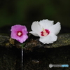 芙蓉　法然院にて