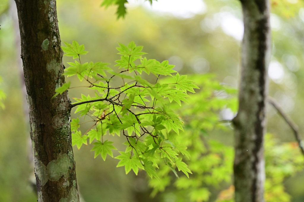 天龍寺庭園にて２