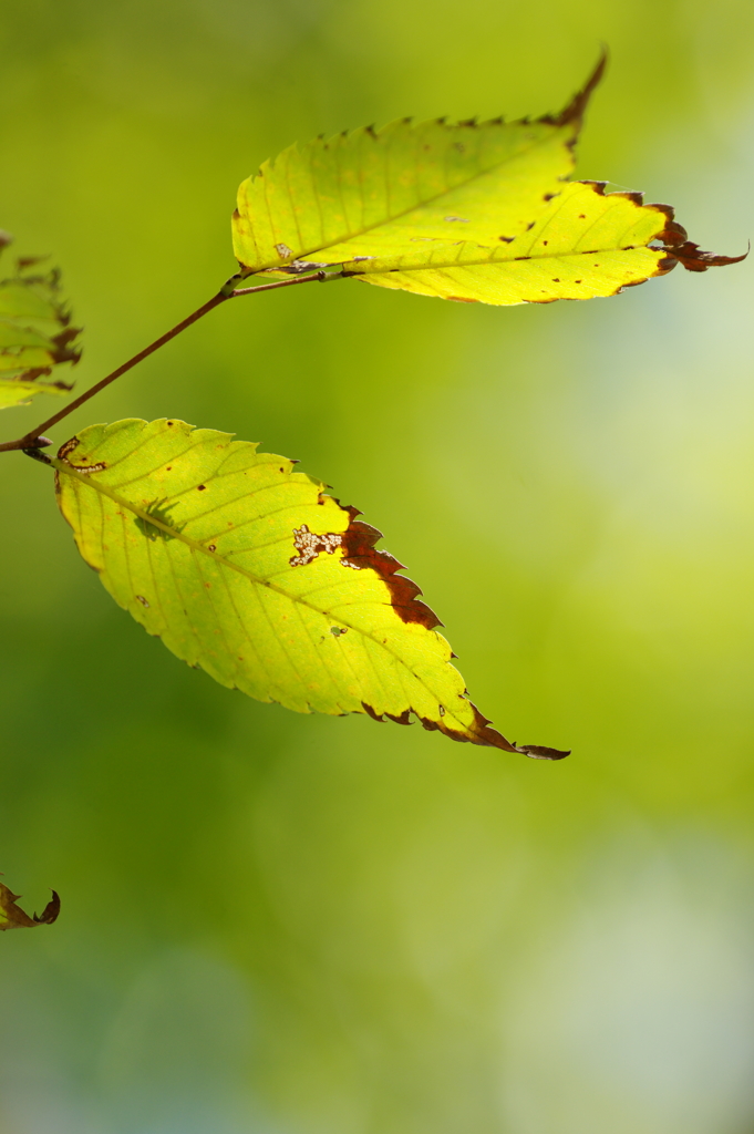 秋晴の木漏れ日