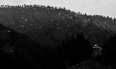 山桜2　小雨暮れなずむ丹波路