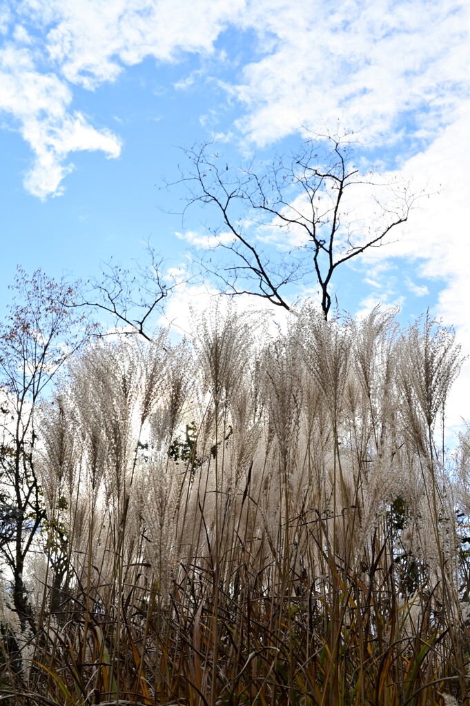 初冬の京都植物園