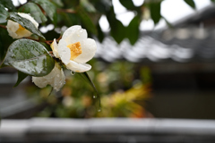 雨の大徳寺　椿