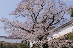 菱の門　桜