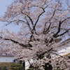 菱の門　桜