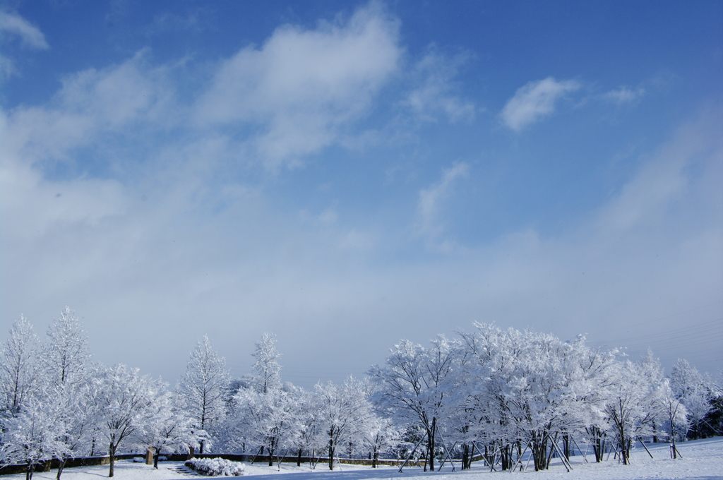 新雪の輝き