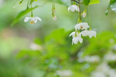 エゴノキの花