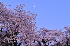 夕暮れの桜