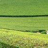  茶源郷